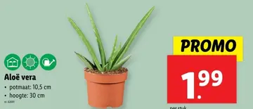 Aanbieding: Aloë vera