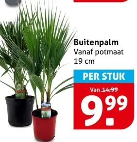 Buitenpalm