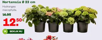 Aanbieding: Hortensia
