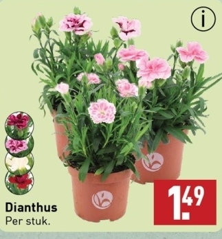 Aanbieding: Dianthus