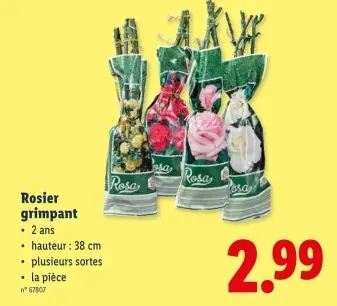 Offre: Rosier grimpant