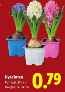 Aanbieding: Hyacinten