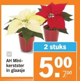 Aanbieding: Mini-kerstster in glaasje