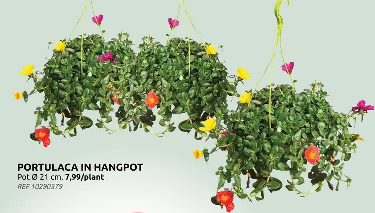 Promotie: Portulaca in hangpot (3 voor €20)