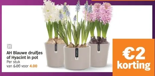 Aanbieding: Blauwe druifjes of Hyacint in pot