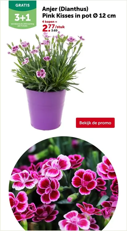 Promotie: Anjer (Dianthus) Pink Kisses